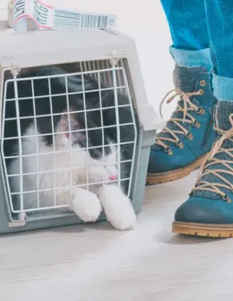Políticas de mascotas de las aerolíneas en México